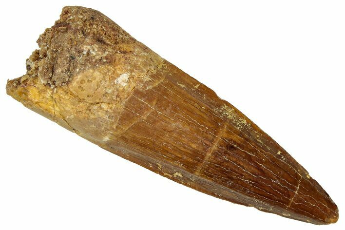 Fossil Spinosaurus Tooth - Real Dinosaur Tooth #329632